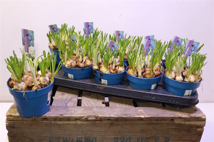 <h4>arr8 Bolbloemen Gem In Pot</h4>