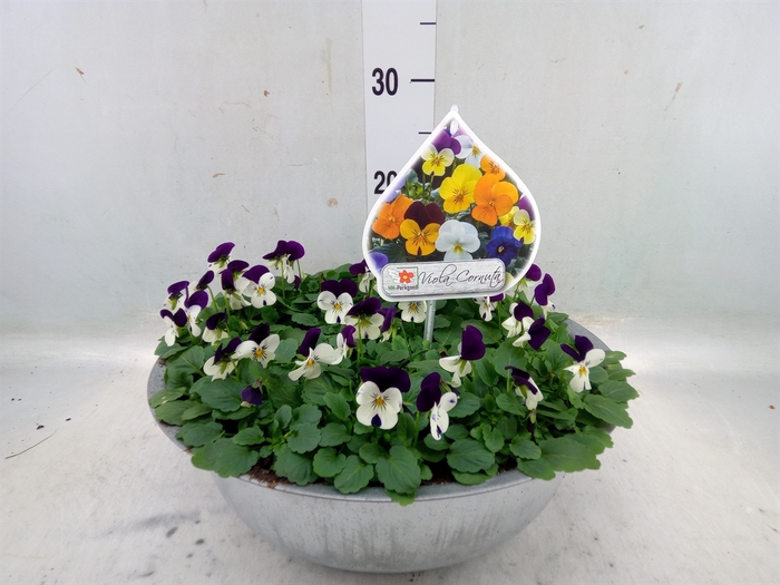 <h4>Viola corn. 'Sorbet'   ...mix</h4>