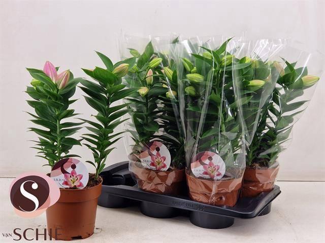 <h4>LIL OR SOUVENIR</h4>