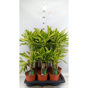 Dracaena frag. 'Yellow Coast'