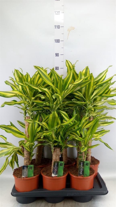 <h4>Dracaena frag. 'Yellow Coast'</h4>