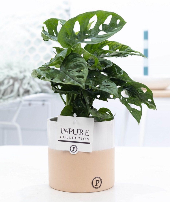 <h4>Monstera Adansonii in P&PURE cer. Rosy</h4>