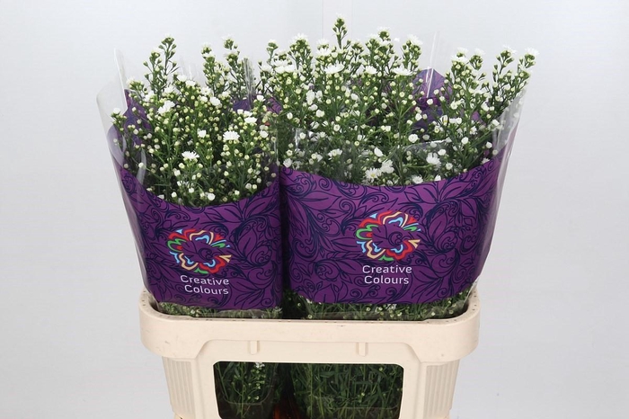 <h4>Aster Paquita</h4>