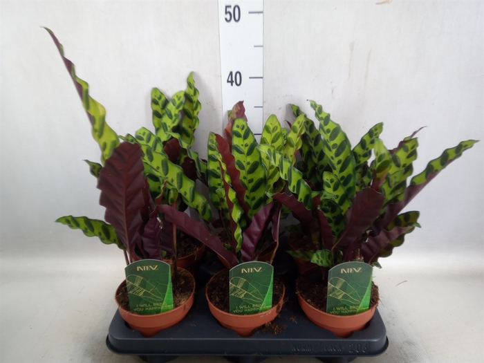 <h4>Calathea lancifolia</h4>