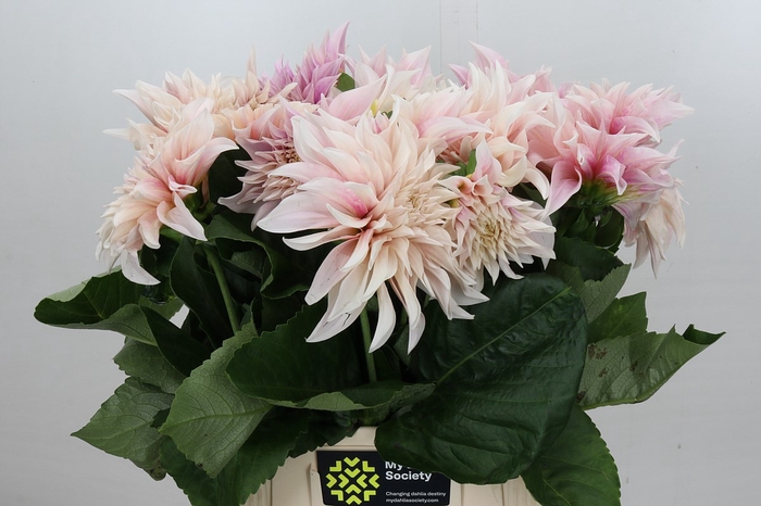 <h4>Dahlia Café au Lait</h4>