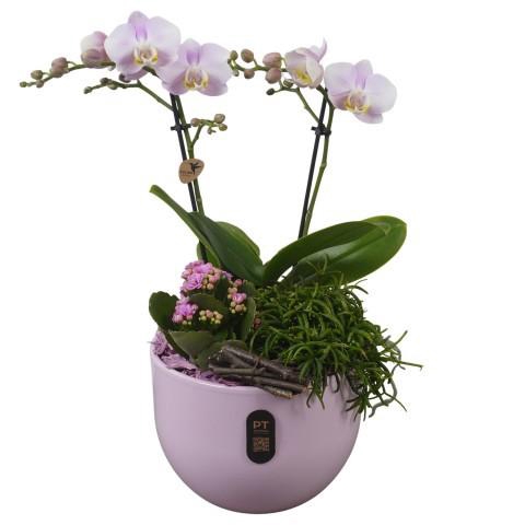 <h4>PTIB5138 Arrangement Indoor in keramiek pot</h4>