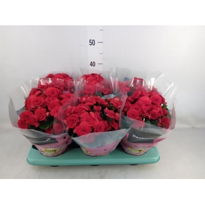 Begonia elat. DU 'Baladin'