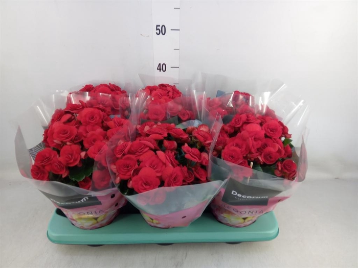 <h4>Begonia elat. DU 'Baladin'</h4>