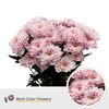 Chr T Altaj Soft Pink
