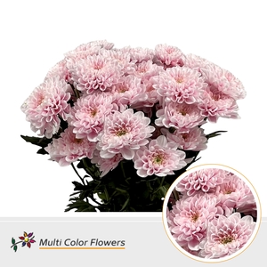 Chr T Altaj Soft Pink