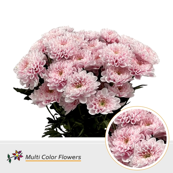 Chr T Altaj Soft Pink