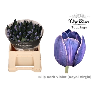 TU EN RV DARK VIOLET