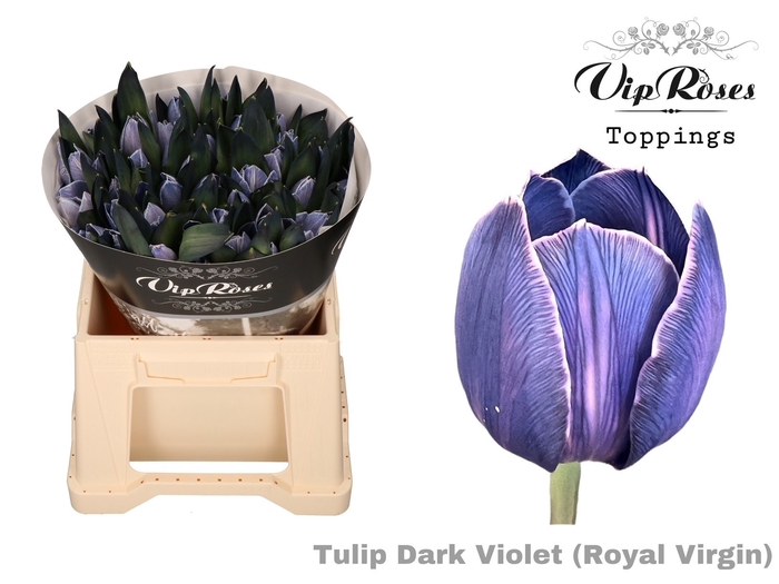 Tu En Rv Dark Violet