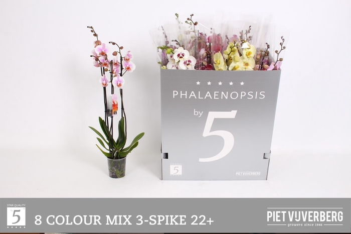 <h4>PHAL GEM 8 KL</h4>