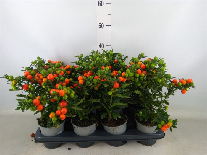 <h4>Solanum pseudocapsicum 'Bartoli'</h4>