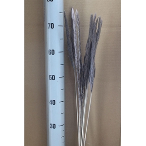 Japan Deco Tail Reed Charcoal 10 Pcs