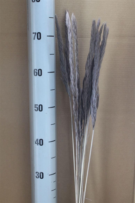 <h4>Japan Deco Tail Reed Charcoal 10 Pcs</h4>