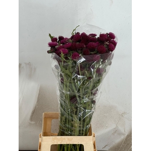 Cirs R Atropurpureum