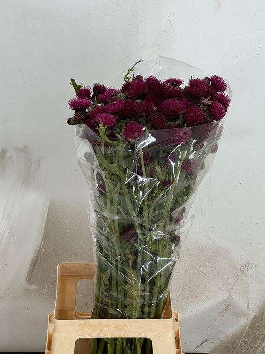 <h4>Cirs R Atropurpureum</h4>