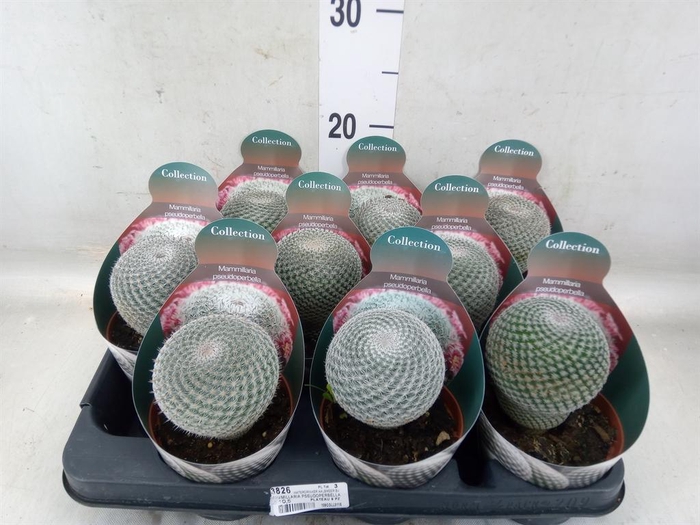 <h4>Mammillaria</h4>