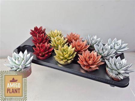 <h4>Echev Miranda</h4>