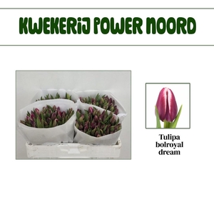 TU EN BOLROYAL DREAM