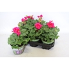 Pelargonium zonale Mojo Violet