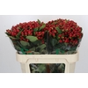 Hypericum Magical Triumph