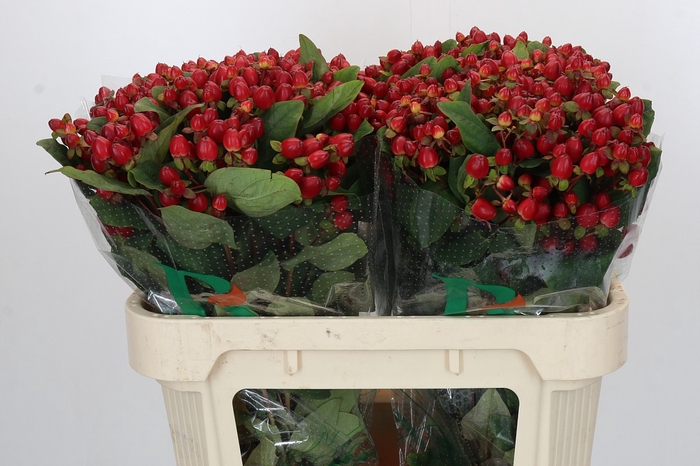 Hypericum Magical Triumph