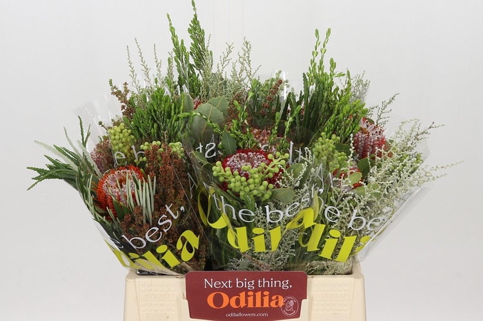 <h4>BQ Banksia Coccinea SFB</h4>