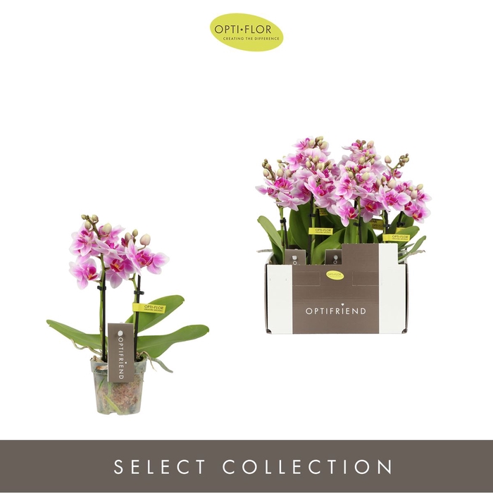 <h4>Phalaenopsis multi.   ...rose</h4>