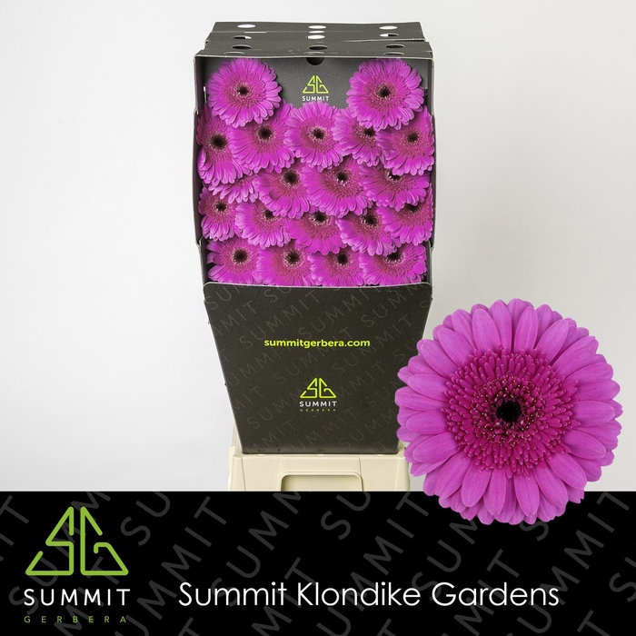 <h4>Germini Picture Perfect Diamond</h4>