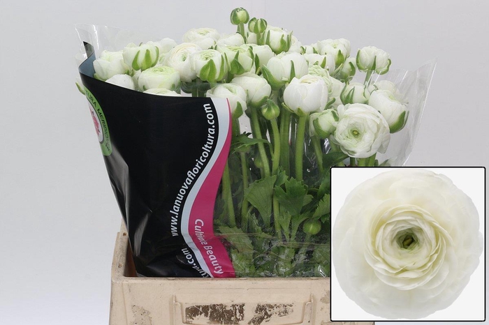 <h4>RAN EL WHITE</h4>