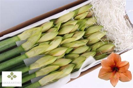 <h4>Hipp Ga Rilona</h4>