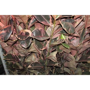 FICUS ELASTICA RUBY P23 MIN 3 HT