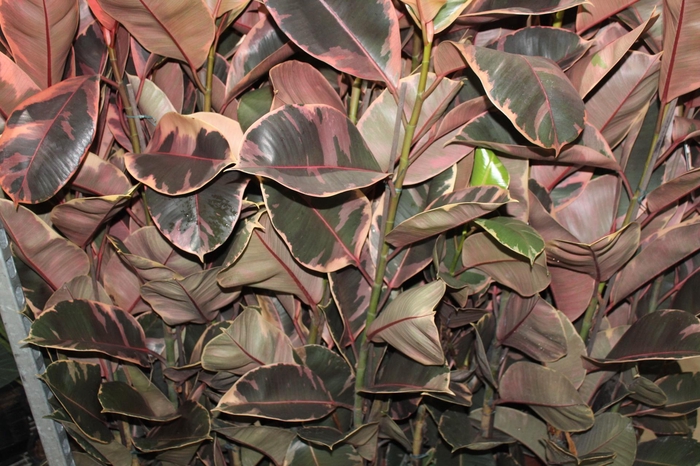 <h4>FICUS ELASTICA RUBY P23 MIN 3 HT</h4>