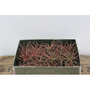 Tillandsia Ionantha Rood X20