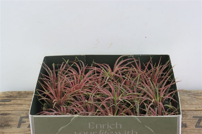 <h4>Tillandsia Ionantha Rood X20</h4>
