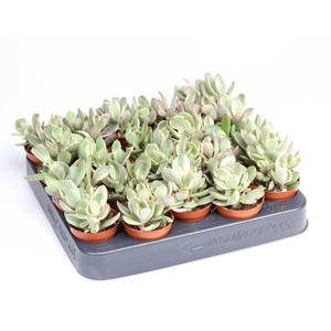 Crassula   ...