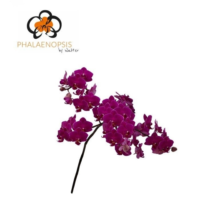 <h4>Phalaenopsis  'Baby Purple'</h4>
