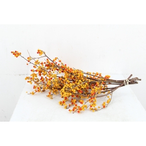 CELAS SC NICO BES 45CM