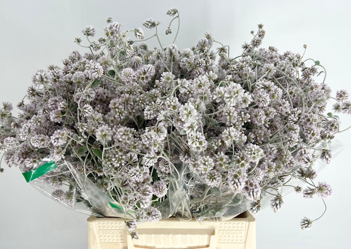 <h4>Ptilotus Obovatus</h4>