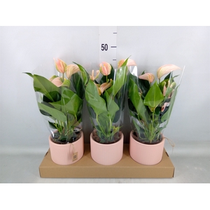 Anthurium andr. 'Joli Peach'