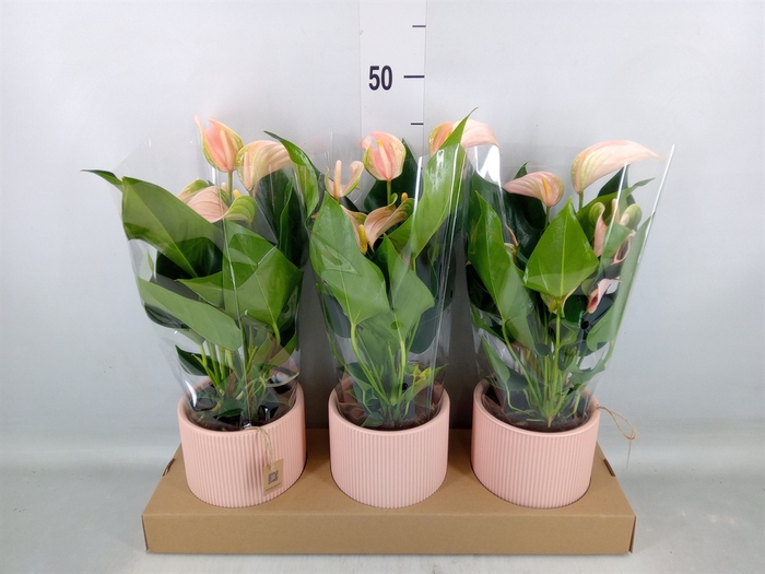 <h4>Anthurium andr. 'Joli Peach'</h4>