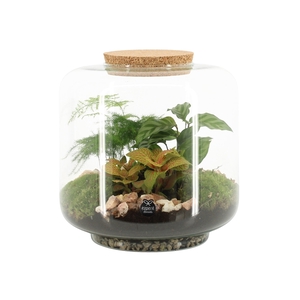 90615: Terrarium arrangement