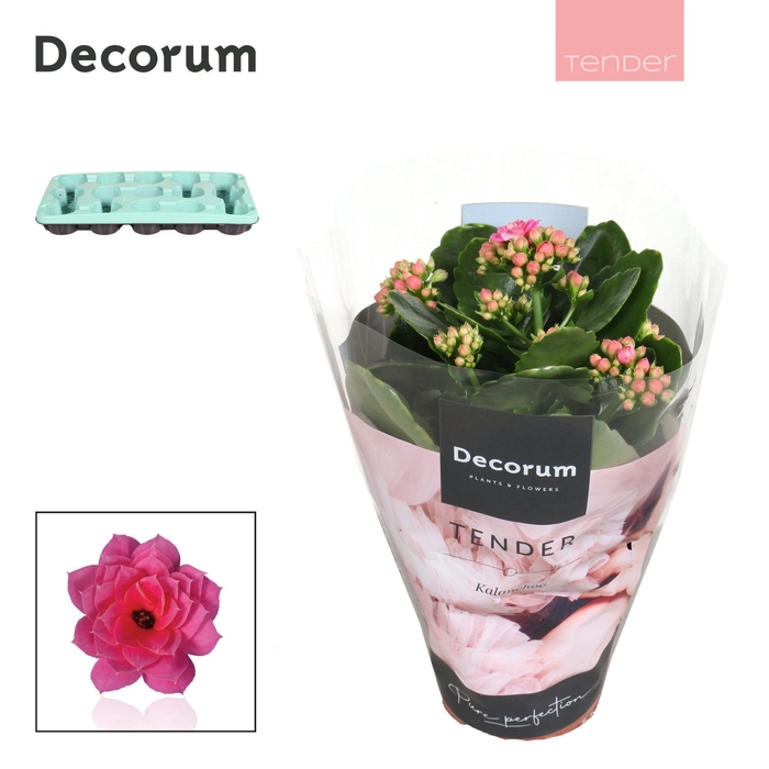 <h4>Kalanchoe Decorum TENDER- Serenity Pink</h4>