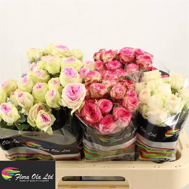 <h4>R Tr Mix X25 Flora Ola</h4>