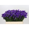 Limonium Sinuatum Navy Sun Birds