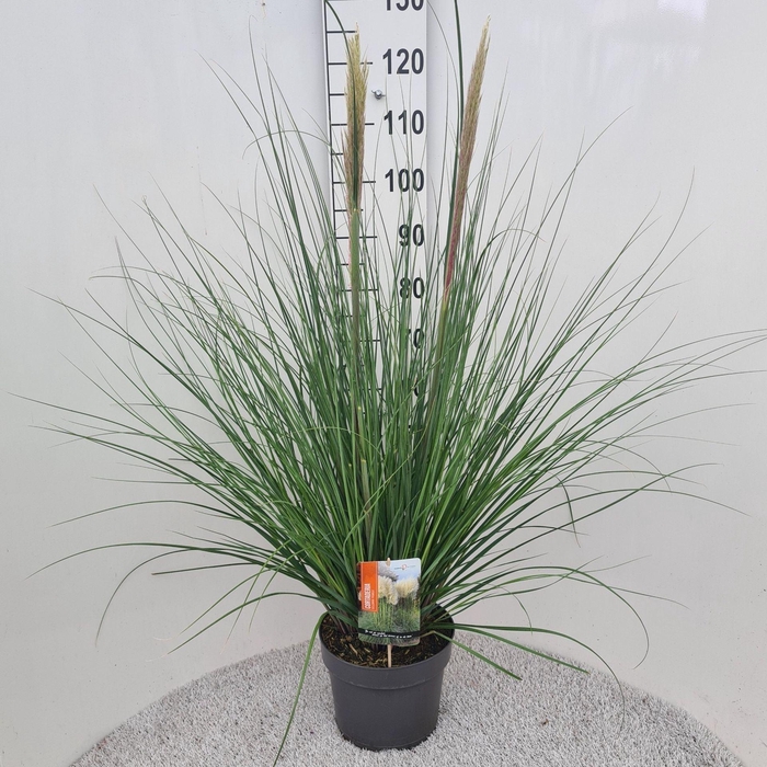 <h4>Cortaderia selloana Pumila</h4>