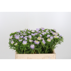 Callistephus Double Milka